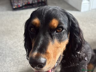 Cocker Spaniel dogs 2 year old working cocker spaniel - Advert 1