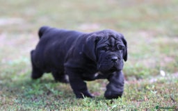 Neapolitan Mastiff dogs for sale: Import Neopolitan mastiff  - Image 4