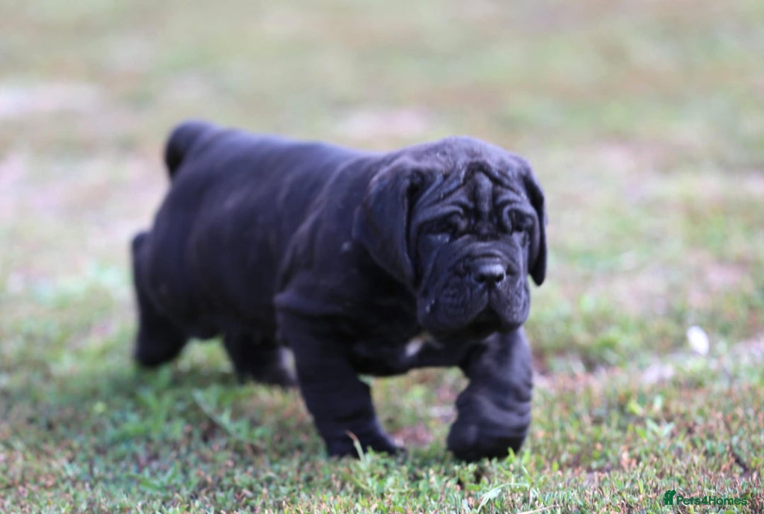 Neapolitan Mastiff dogs for sale: Import Neopolitan mastiff  - Image 4