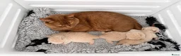 British Shorthair cats for sale: Stunning Cream British Shorthair girl - Advert 9