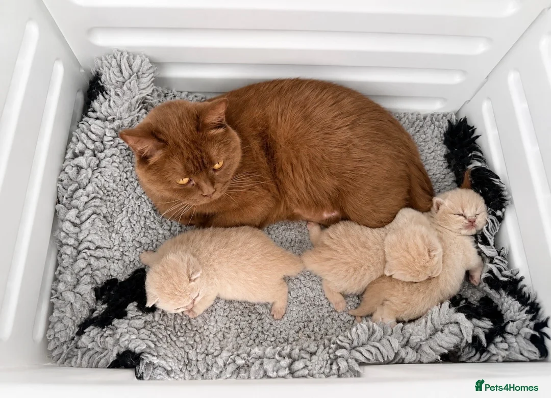 British Shorthair cats for sale: Stunning Cream British Shorthair girl - Advert 9