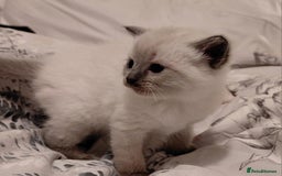 Ragdoll cats for sale: 5 ragdoll british shorthair kittens - Image 7
