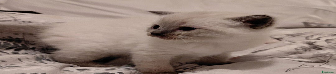 Ragdoll Kitten 4