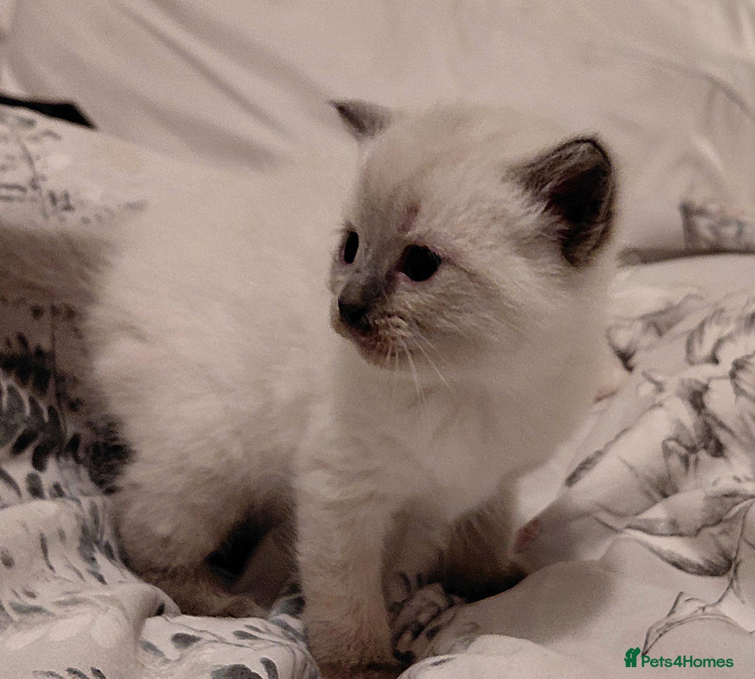 Ragdoll cats for sale: 5 ragdoll british shorthair kittens - Image 7