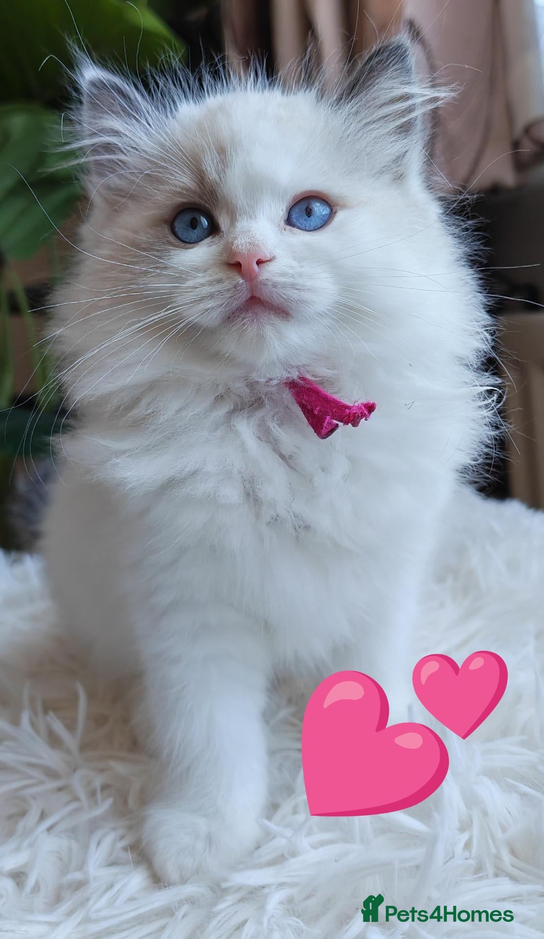 Ragdoll cats PUREBRED RAGDOLL KITTENS GCCF REGISTERED  - Advert 3