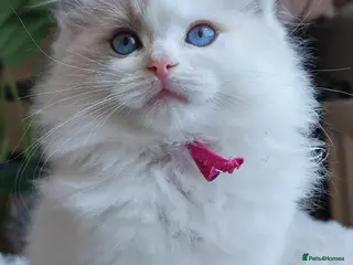 Ragdoll cats PUREBRED RAGDOLL KITTENS GCCF REGISTERED - Advert 3