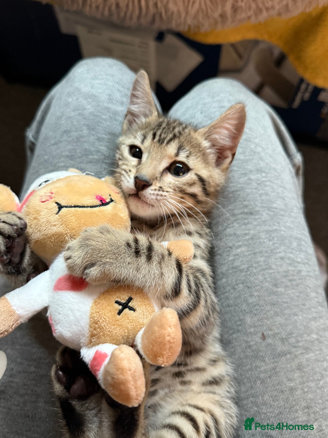 Bengal cats for sale: Three Bengals Ready to go 🩶🖤🤍 - Image 4