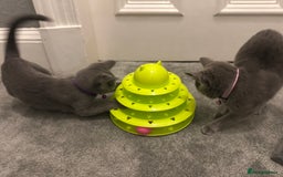 Russian Blue cats for sale: Russian Blue Kittens - Image 18