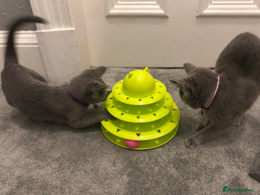 Russian Blue cats for sale: Russian Blue Kittens - Image 18
