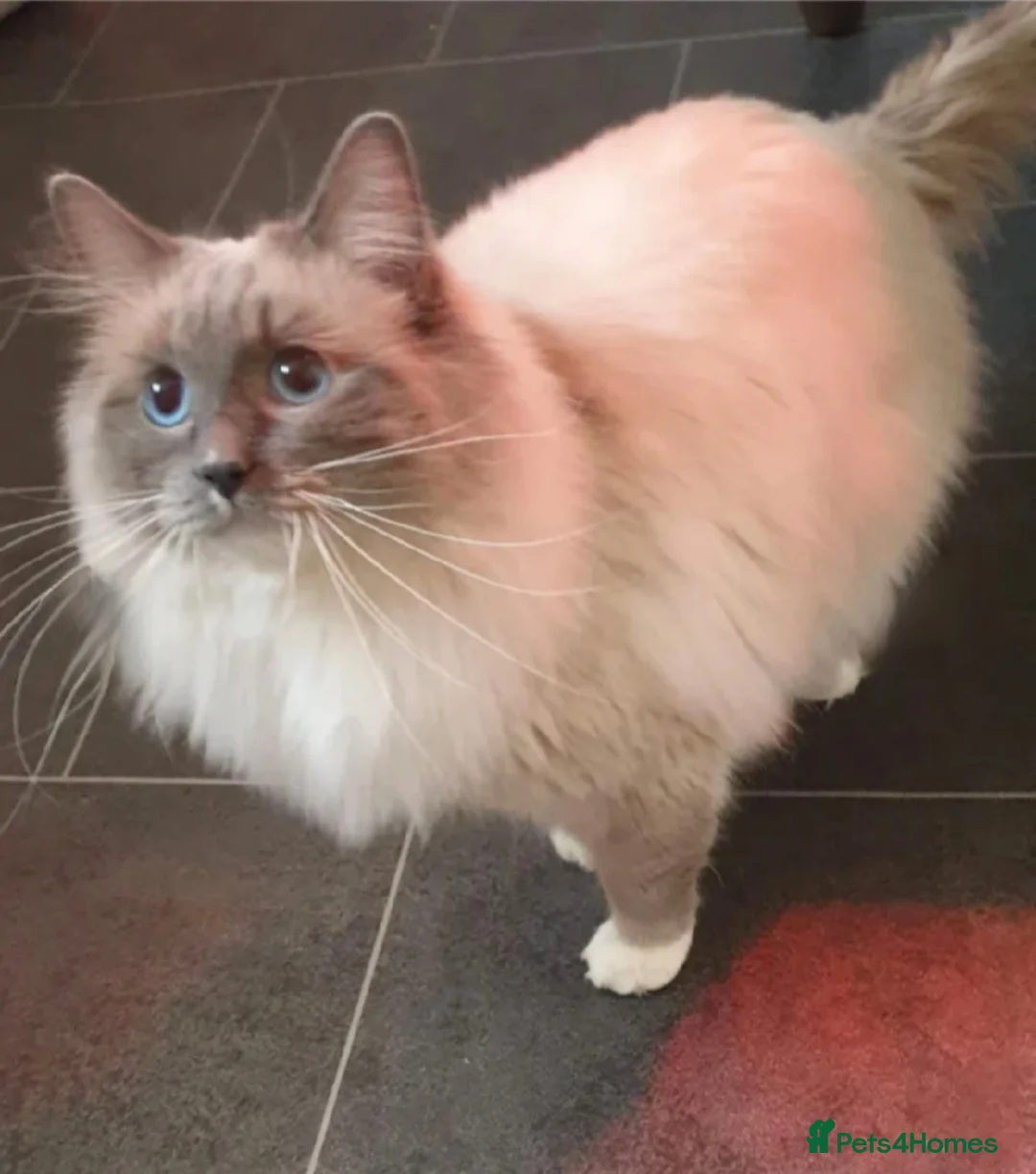 Ragdoll cats for stud: ❤️Magnificent GCCF Active Registered Stud❤️ - Advert 6