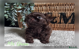 Shih Tzu dogs for sale: Stunning KC chocolate imperial Shihtzu puppies - Image 16