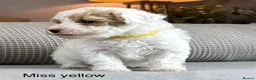 Maltipoo dogs for sale: BEAUTIFUL MALTIPOOS FROM DNA TESTED CLEAR PARENTS  - Advert 7
