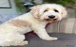 Australian Labradoodle dogs for stud: Proven extensively health tested gorgeous stud - Image 9