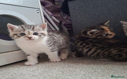 Mixed Breed cats for sale: Three Fluffy Tigers  - Image 12