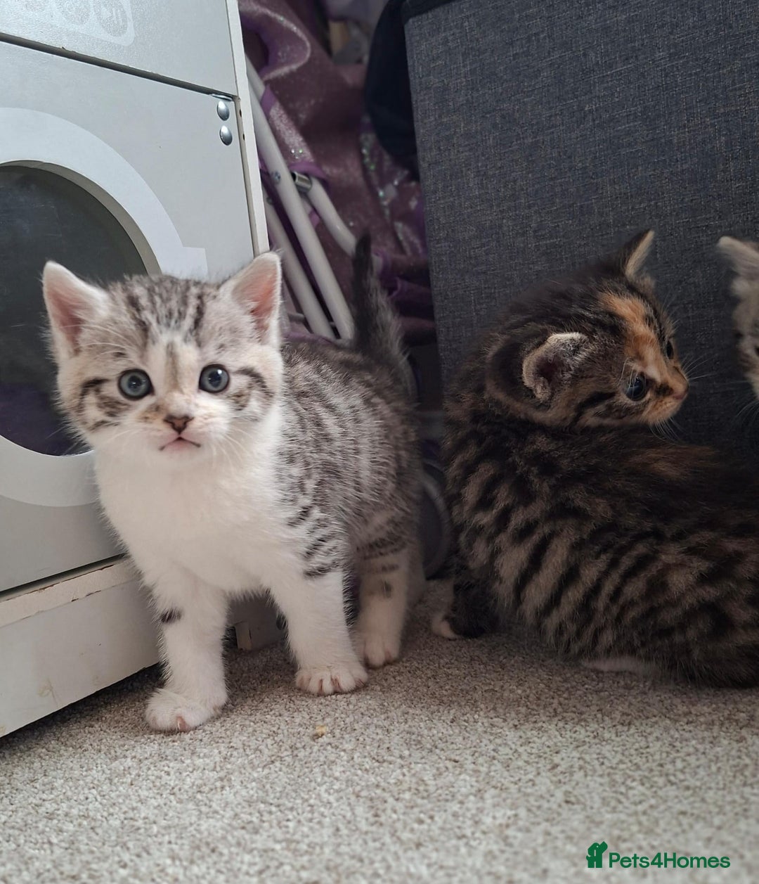 Mixed Breed cats for sale: Three Fluffy Tigers  - Image 12