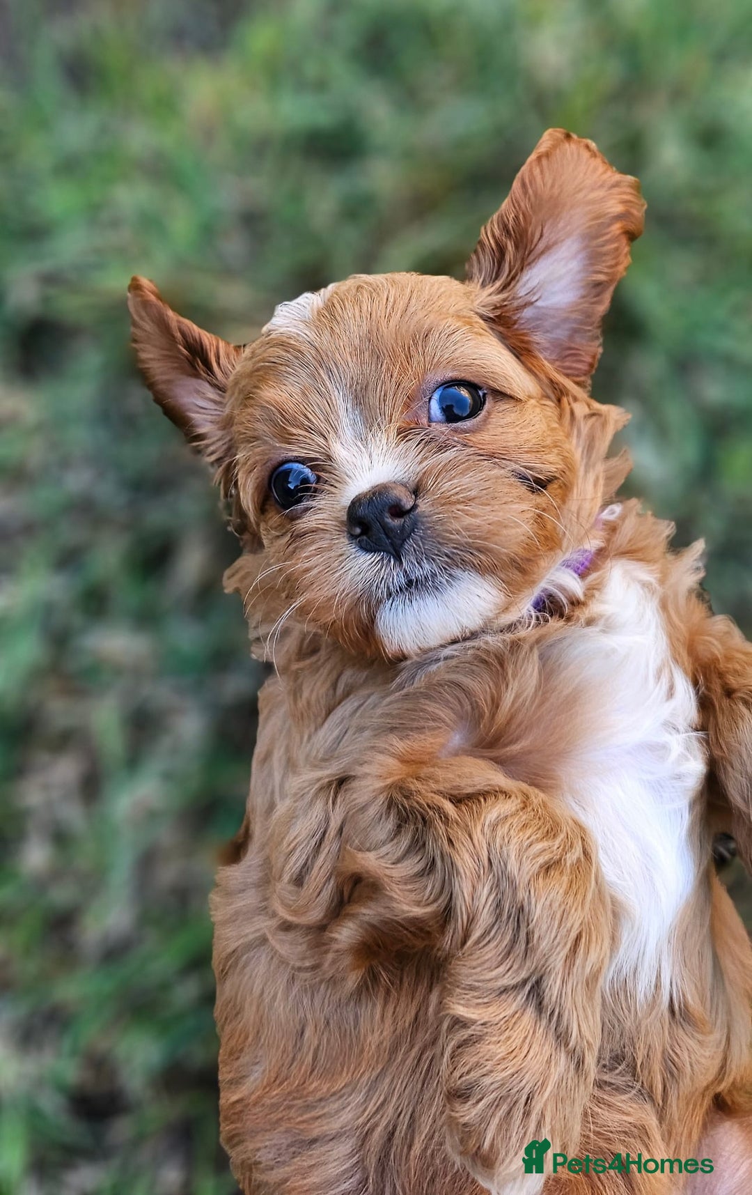 Cavapoo dogs for sale: Cavapoo dna clear  - Image 10
