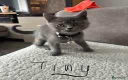 British Shorthair cats for sale: 5 beautiful boys  - Image 1