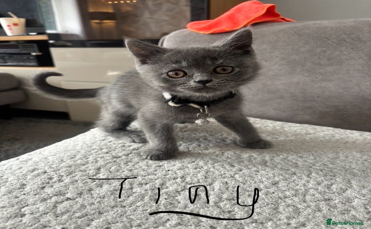 British Shorthair cats for sale - Advert 1