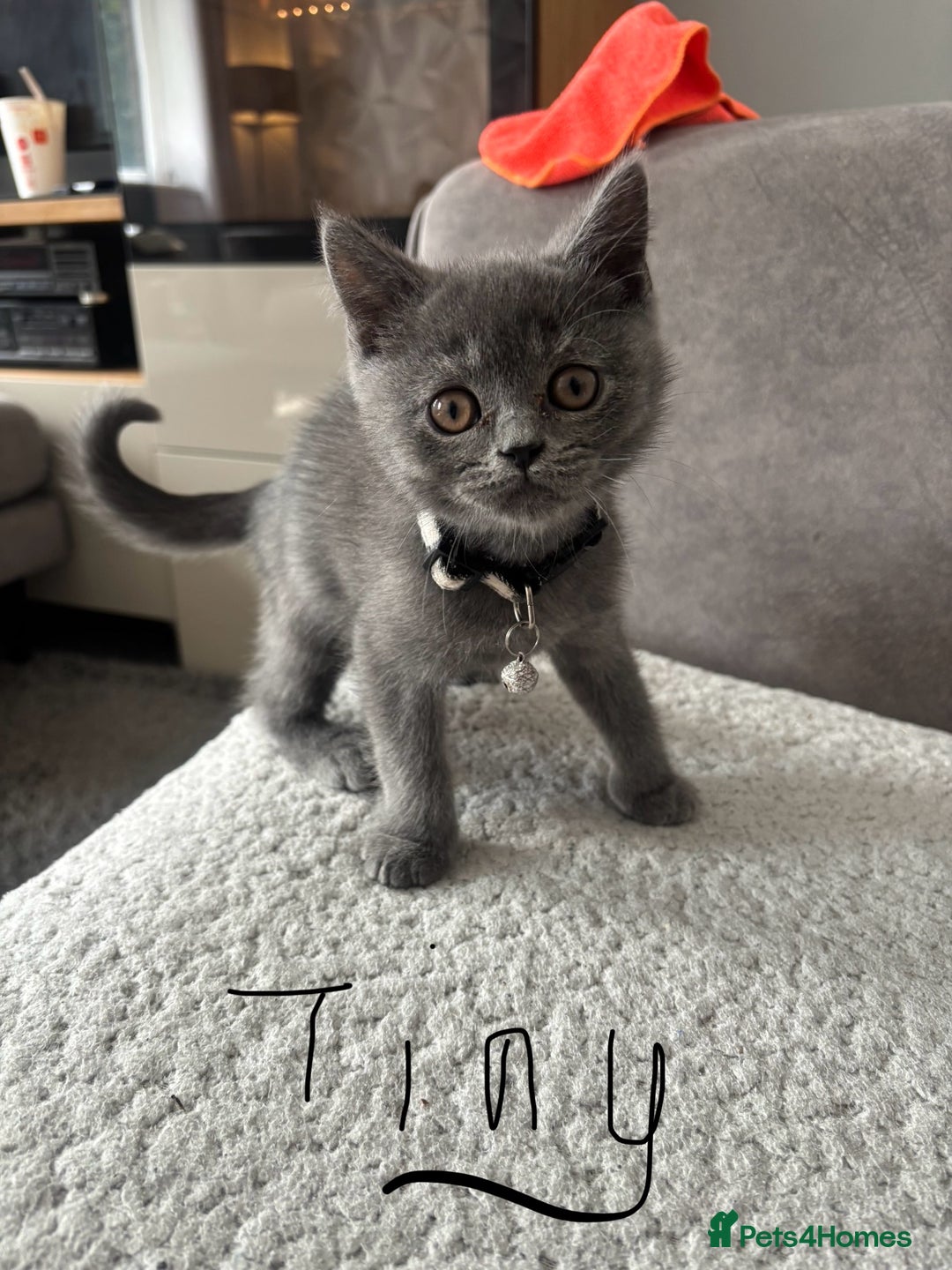 British Shorthair cats for sale: 5 beautiful boys  - Image 1