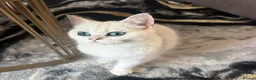 British Shorthair cats for sale: TICA British short hair boy  - Advert 3