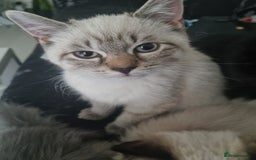 Mixed Breed cats for sale: 5 cute kittens available  - Image 3