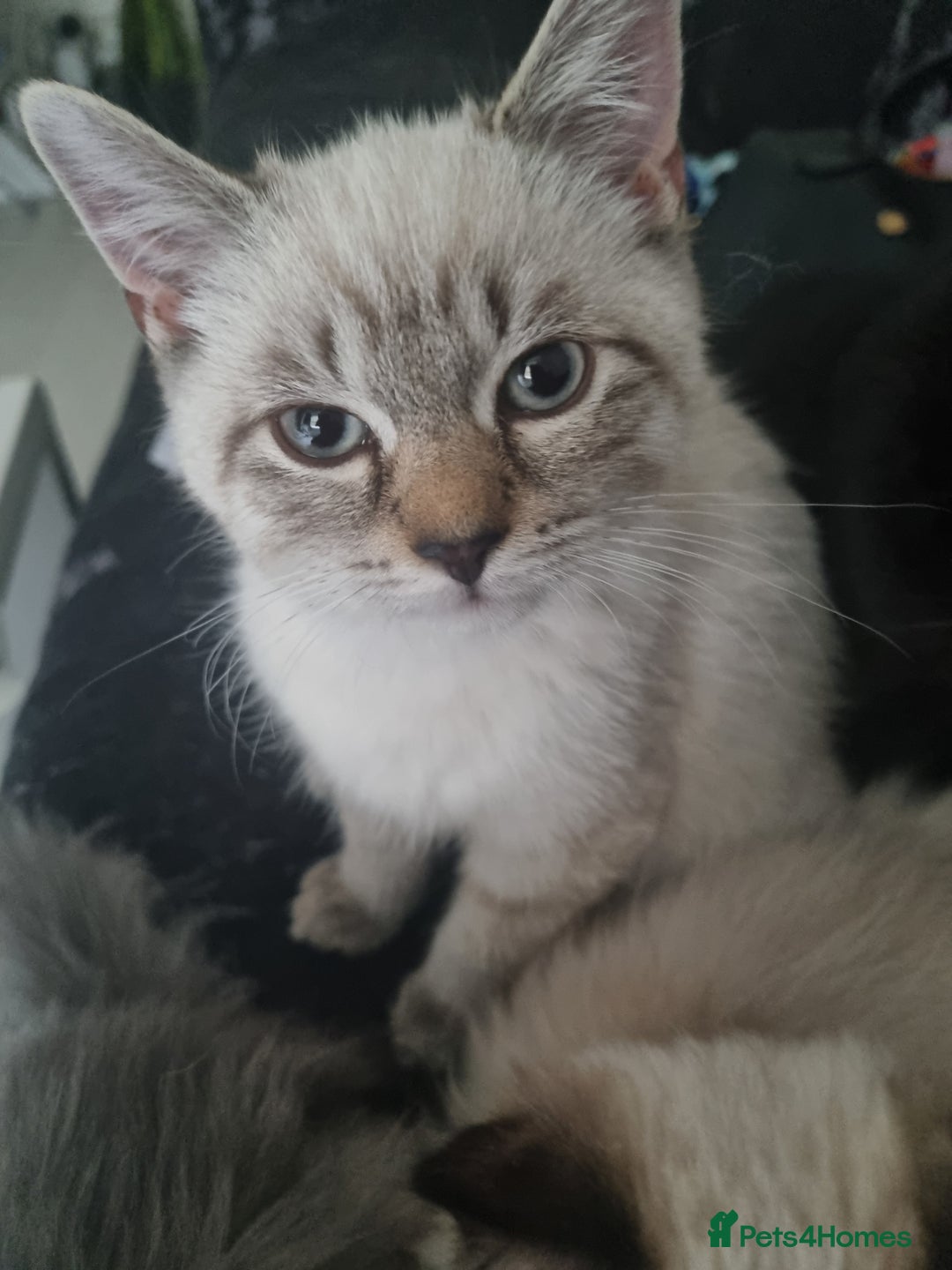 Mixed Breed cats for sale: 5 cute kittens available  - Image 3