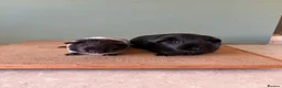 Guinea Pig rodents for sale: Male Cali pair and Female Dal pair - Advert 5