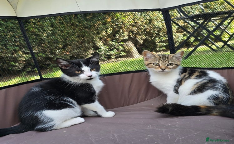Mixed Breed cats - Advert 2