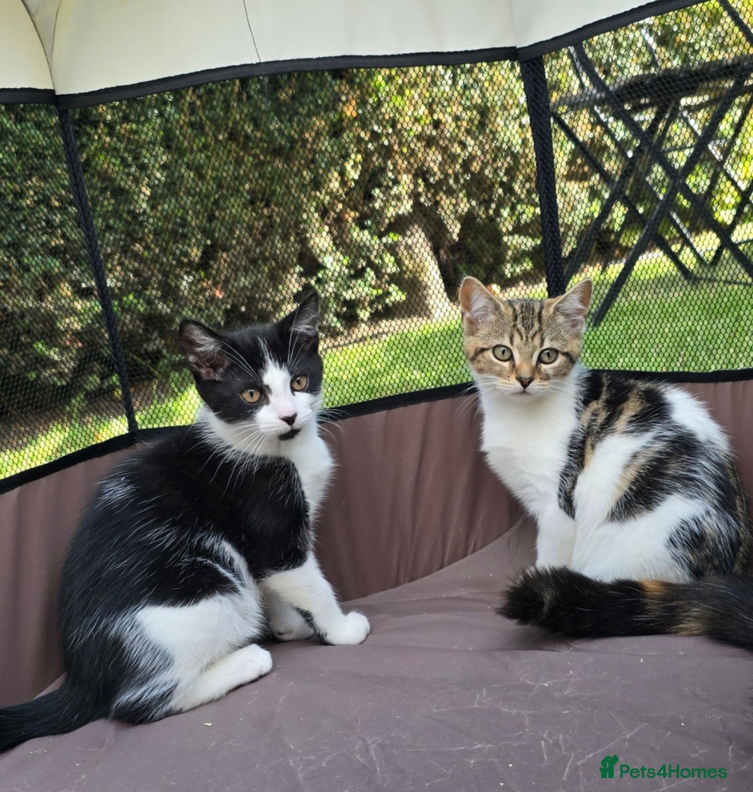 Mixed Breed cats for sale: Adorable Mixed Breed Kittens 🐾 - Image 1