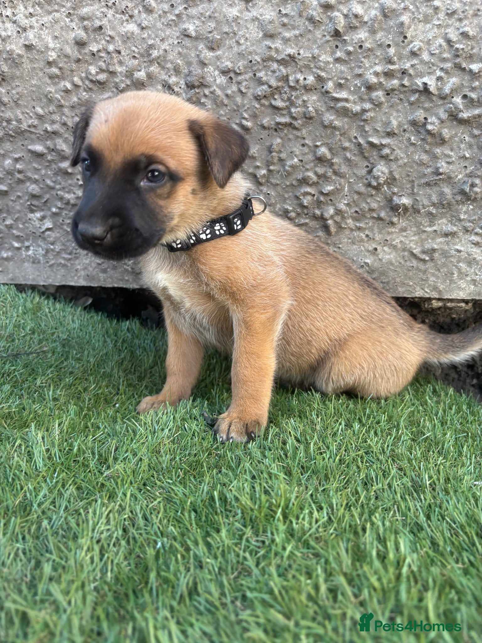 German Shepherd dogs Dutch X German Shepherd pups - Advert 15
