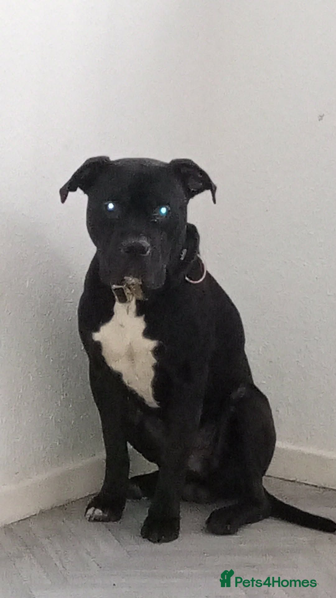 Mixed Breed dogs Harley Staffy X Cane Corso - Advert 3