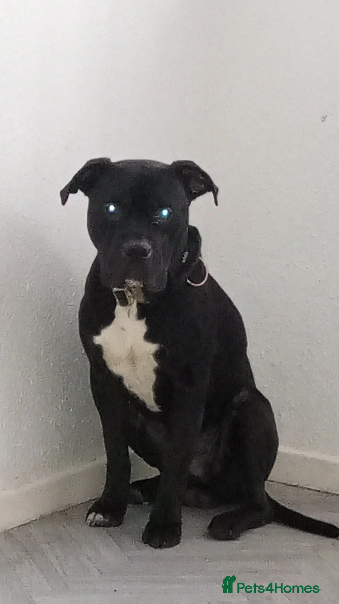 Mixed Breed dogs for sale: Harley Staffy X Cane Corso in Stockton-on-Tees - Advert 1