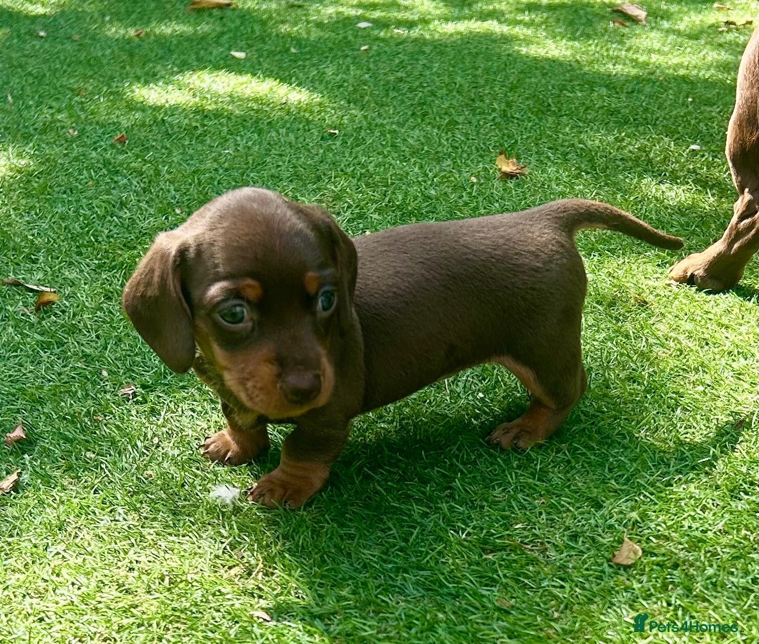 Miniature Dachshund dogs Miniature Dachshund. X1 Choc and tan available  - Advert 1