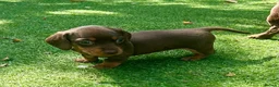 Miniature Dachshund dogs for sale: Miniature Dachshund. X1 Choc and tan available  - Advert 1