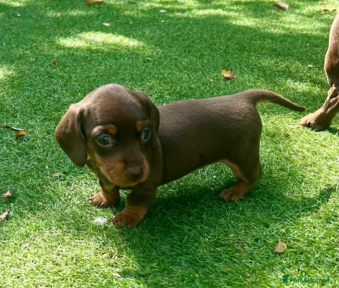 Miniature Dachshund dogs for sale: Miniature Dachshund. X1 Choc and tan available  - Advert 1