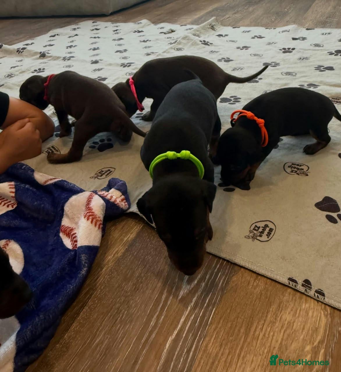 Dobermann dogs Beautiful Pure Dobermans Litter – 4 Boys & 2 Girls - Advert 3