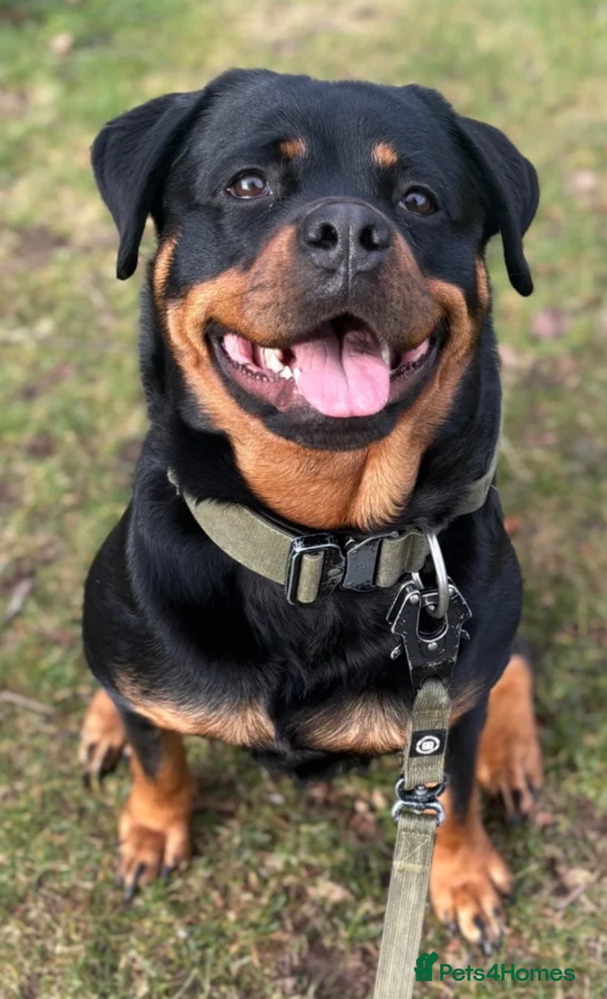 Rottweiler dogs 🤍PRADAS PUPPYS 🤍 - Advert 1