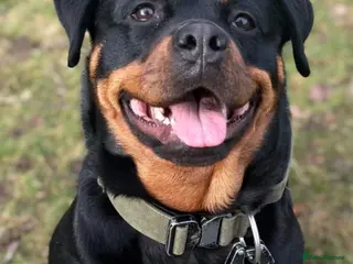 Rottweiler dogs 🤍PRADAS PUPPYS 🤍 - Advert 4