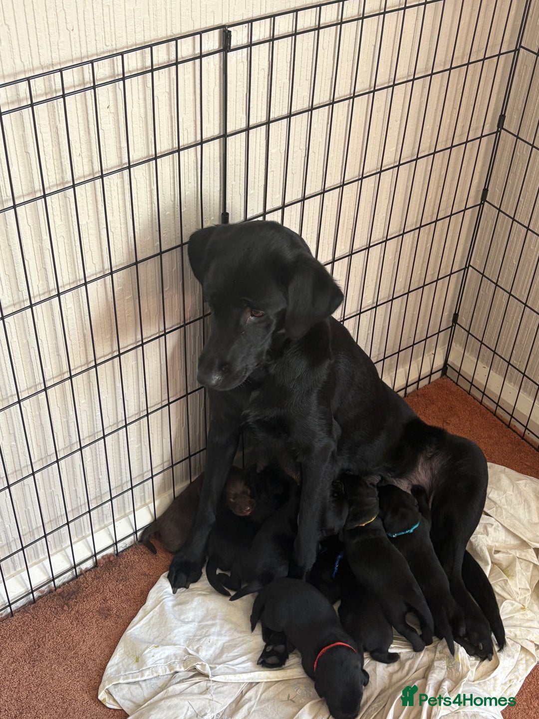 Labrador Retriever dogs for sale: Chunky Black Labrador puppies  - Image 4