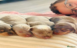 Miniature Dachshund dogs for sale: Beautiful litter of KC reg miniature dachunds  - Image 3
