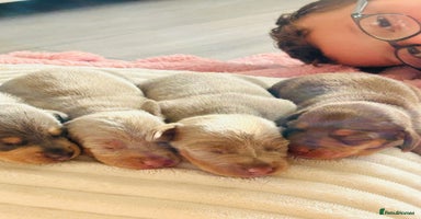 Miniature Dachshund dogs - Advert 4
