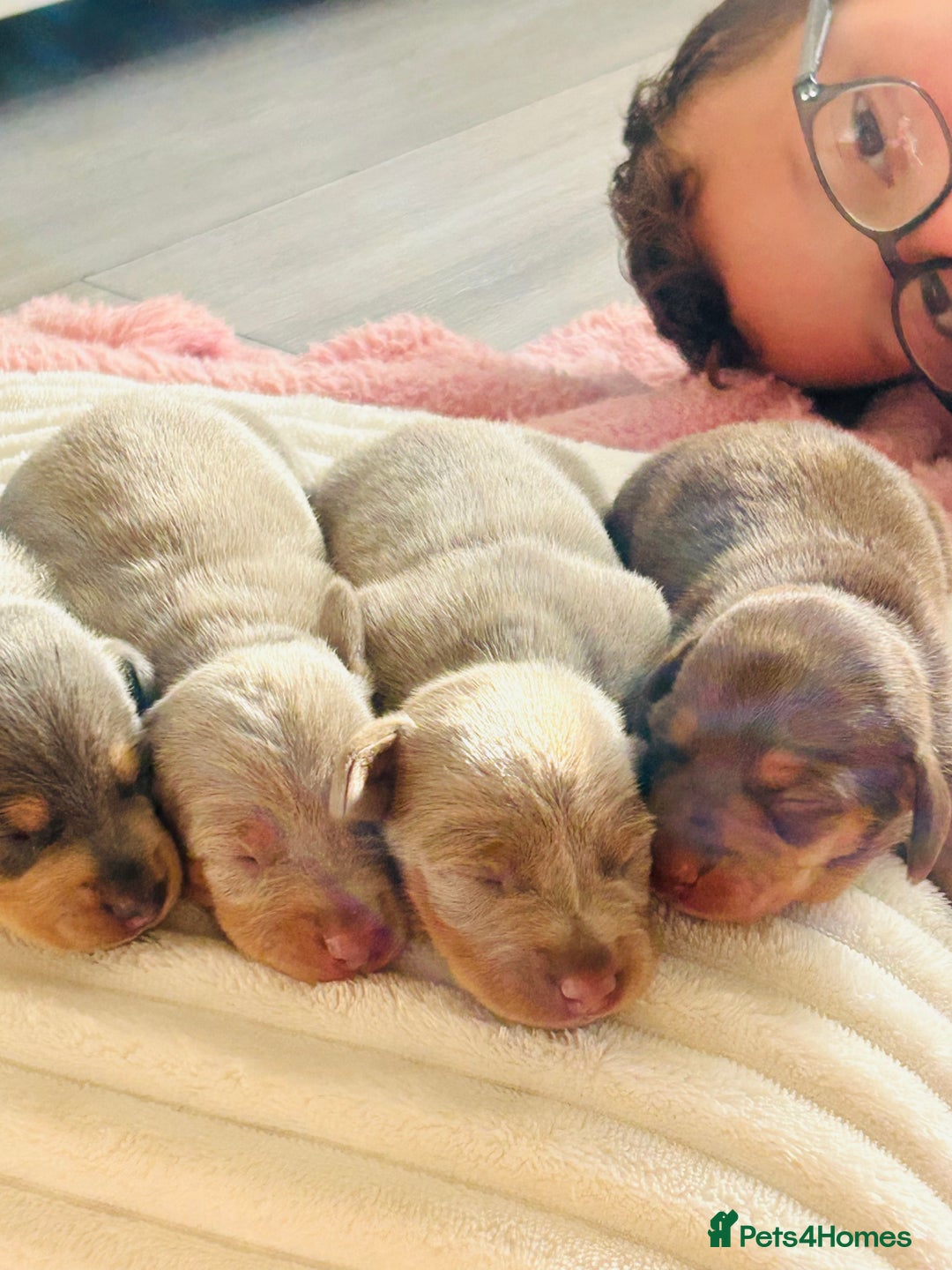 Miniature Dachshund dogs for sale: Beautiful litter of KC reg miniature dachunds  - Image 3
