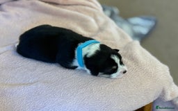Welsh Corgi Pembroke dogs for sale: Quality Corgi puppies available to loving homes - Image 5