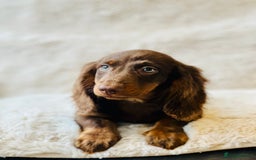 Miniature Dachshund dogs for sale: Chocolate & Tan Miniature Longhaired Dachshund - Image 8