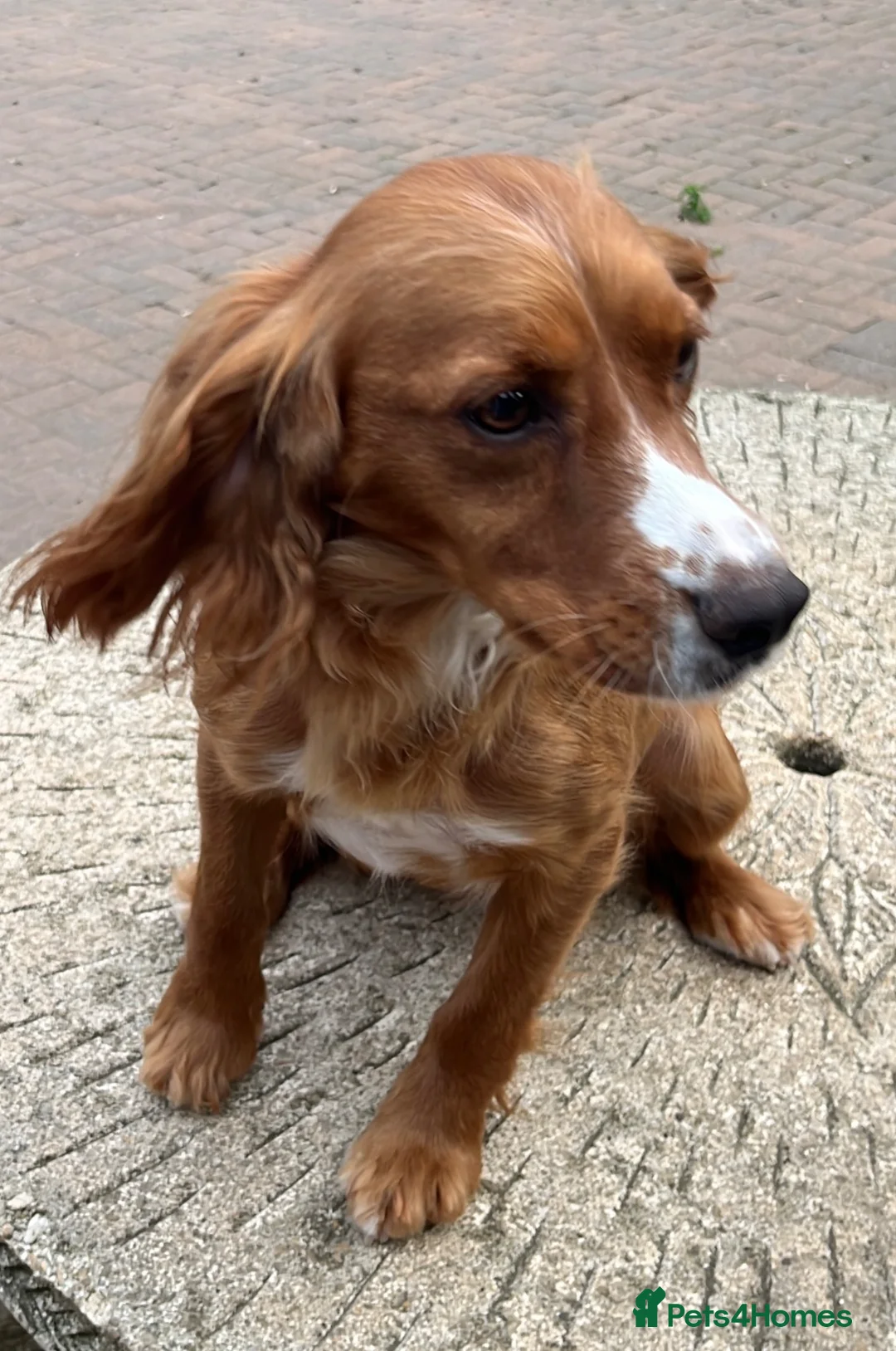 Cocker Spaniel dogs for sale: Beautiful cocker Spaniel pups - Advert 1