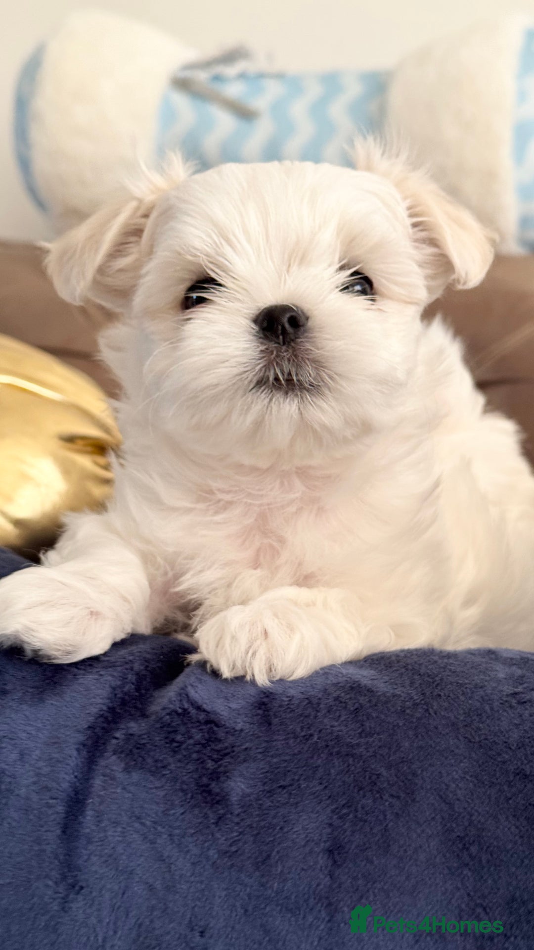 Maltese dogs for sale: 🌟Stunning Tiny Korean Maltese KC Reg🌟 - Advert 34