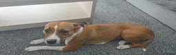Mixed Breed dogs for sale: Staffy/Lurcher Cross Seeking a Loving Forever Home - Advert 2