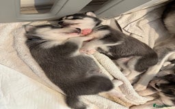 Siberian Husky dogs for sale: Strong Chunky Siberian Husky puppy’s  - Image 14