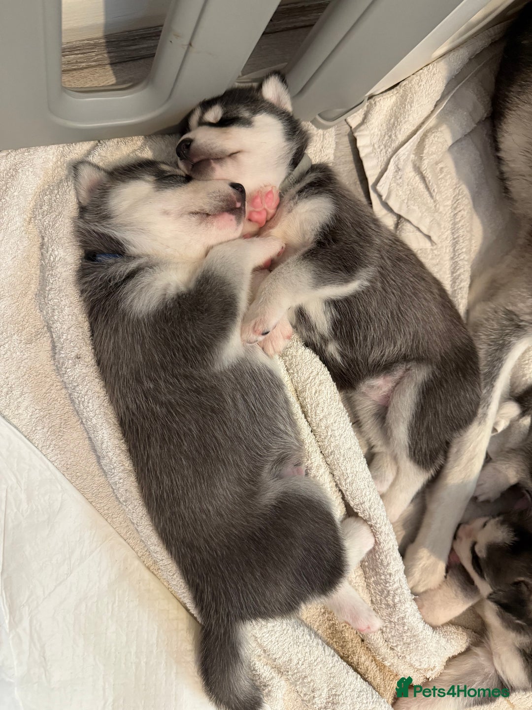 Siberian Husky dogs for sale: Strong Chunky Siberian Husky puppy’s  - Image 14