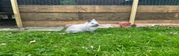 Lionhead rabbits for sale: Lion head bunnies in Whitchurch - Advert 3